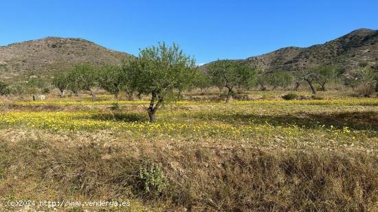 Terreno en Tallante - MURCIA