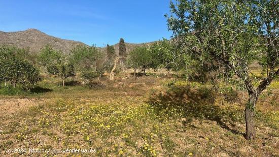 Terreno en Tallante - MURCIA