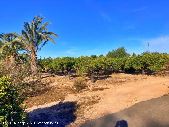 FINCA RUSTICA EN ALTABIX CON AGUA Y LUZ - ALICANTE