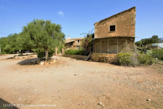 125 hectáreas para energéticas o cultivo más casas - BALEARES