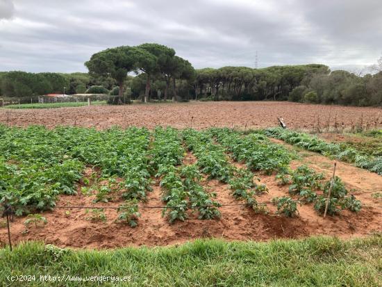 FINCA RUSTICA EN LA MUELA CON CASA PARA REFORMAR - CADIZ