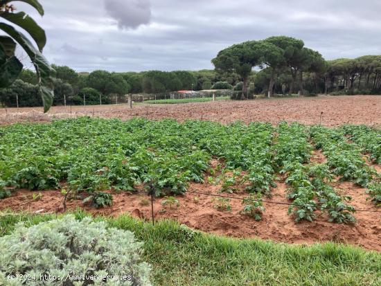 FINCA RUSTICA EN LA MUELA CON CASA PARA REFORMAR - CADIZ