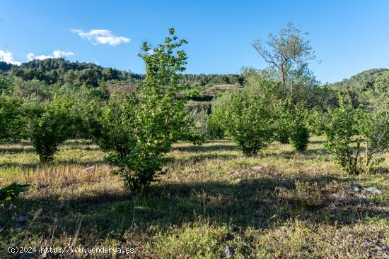  Terreno en venta en poligono 13 parcela 27, Riudecols - TARRAGONA 