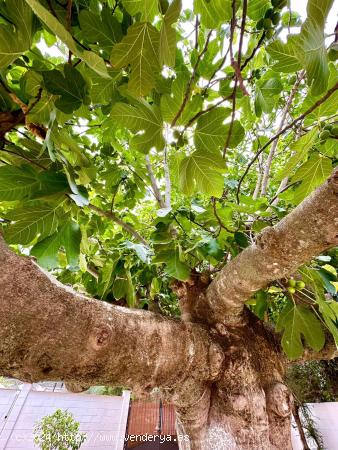 PARCELA CON CASA Y PISCINA EN ALQUILER VACACIONAL/FINES DE SEMANA EN CUEVAS BAJAS - CORDOBA