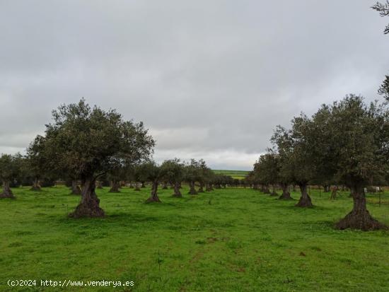  Finca 8.400 m2 en Torremocha - CACERES 