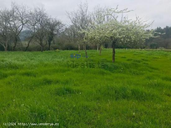 VENTA PARCELA en VIDRIERA - LLANERA (ASTURIAS) - ASTURIAS