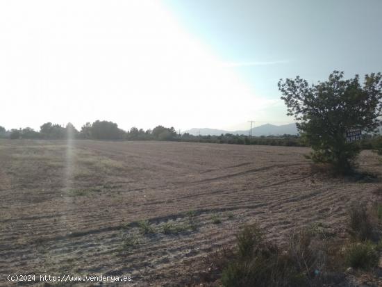 PARCELA EN MATOLA - ALICANTE