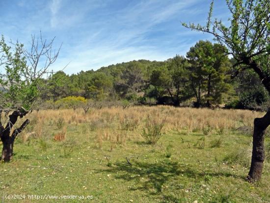 Parcela rustica en Murla - ALICANTE