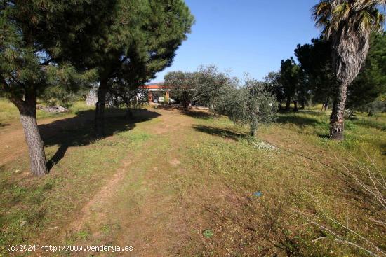 2,5 hetáreas de Olivos con casa de campo - BADAJOZ