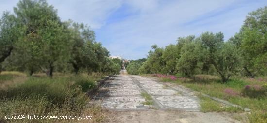 CASA RURAL CON PARCELA DE 4 HECTAREAS EN ARCOS DE LA FRONTERA - CADIZ