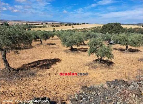  PARCELA CON 100 OLIVOS A LA VENTA - CORDOBA 