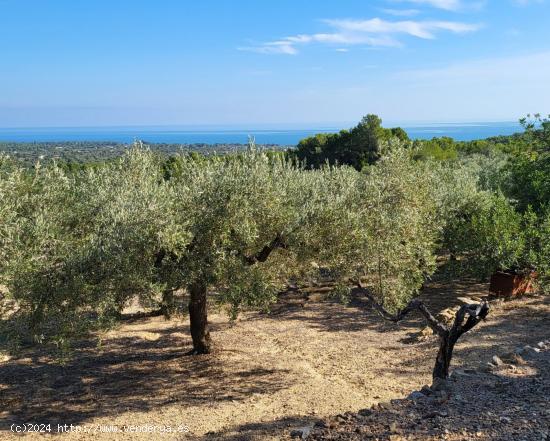  Finca de 36.169 M2, con dos casetas de aperos y vistas al mar - TARRAGONA 