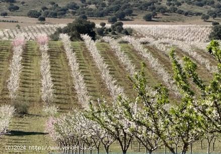 FINCA AGRÍCOLA DE 184 HECTÁREAS EN VILLARRODRIGO (JAÉN) - JAEN