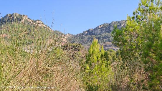 ¡ Se vende parcela en Alforja con hermosas vistas ! - TARRAGONA