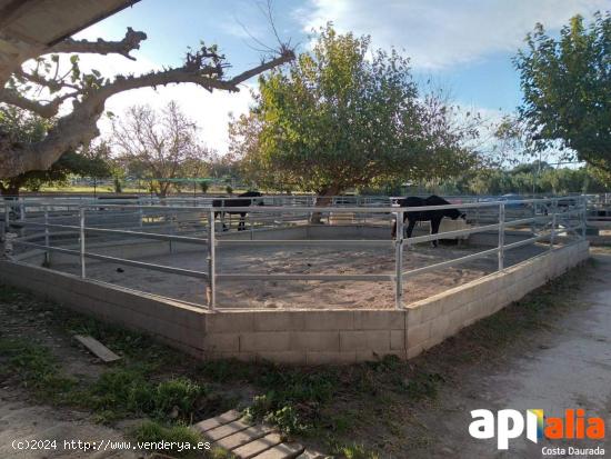 FINCA RUSTICA EN REUS (MIGJORN) - TARRAGONA