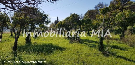 FINCA EN ALHAURIN DE LA TORRE