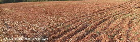 TERRENO URBANO HACIENDO ESQUINA EN BINISSALEM. - BALEARES