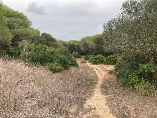 TIERRA DE MONTE BAJO EN LA MUELA - CADIZ