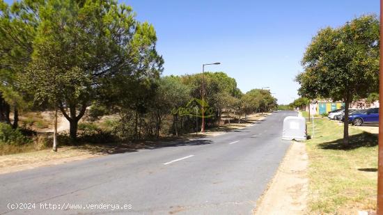 Bajo en Islantilla - HUELVA