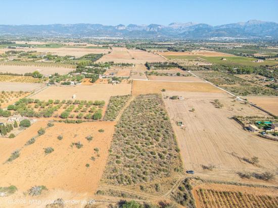 TERRENO EDIFICABLE EN SENCELLES - BALEARES