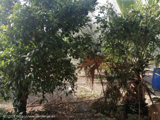 FINCA RUSTICA CON CASITA, EN EL CARPIO. - CORDOBA