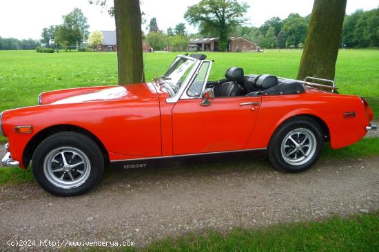 MG - Midget