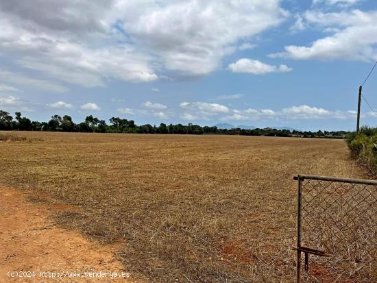 ¡ SE VENDE FINCA RUSTICA EN PORRERES ! - BALEARES