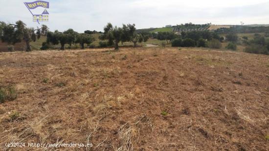 FINCA RUSTICA CON CONSTRUCCIÓN ZONA HUERTA LA MONARDA - CADIZ