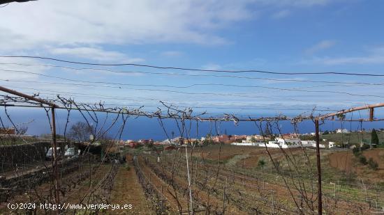 TINERCASA VENDE FINCA AGRICOLA EN LA ZONA DEL SAUZAL - SANTA CRUZ DE TENERIFE