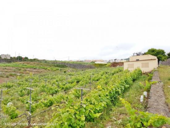 TINERCASA VENDE FINCA AGRICOLA EN LA ZONA DEL SAUZAL - SANTA CRUZ DE TENERIFE