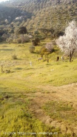 ¡FINCA RÚSTICA CON OLIVAR Y ALMENDROS EN OBEJO-CÓRDOBA! - CORDOBA