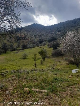 ¡FINCA RÚSTICA CON OLIVAR Y ALMENDROS EN OBEJO-CÓRDOBA! - CORDOBA