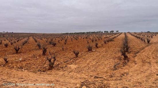 Majuelo de Viña Bobal en venta en Casas Ibáñez, Albacete - ALBACETE