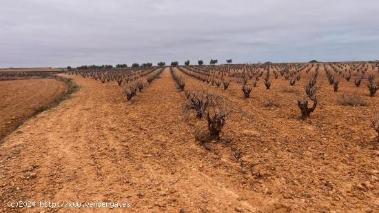 Majuelo de Viña Bobal en venta en Casas Ibáñez, Albacete - ALBACETE