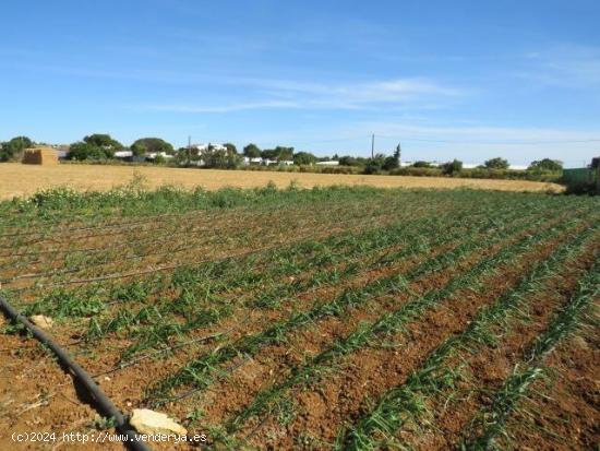 ESTUPENDA FINCA EN BARRIO NUEVO (CONIL) - CADIZ