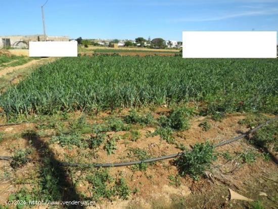 ESTUPENDA FINCA EN BARRIO NUEVO (CONIL) - CADIZ