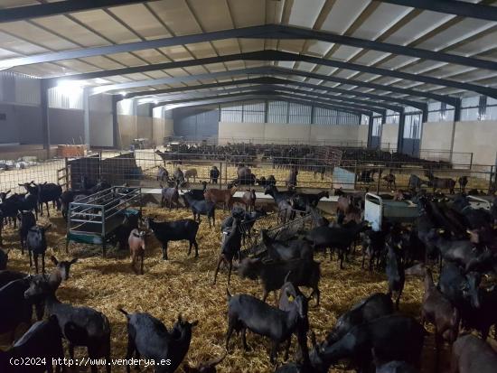 Explotación de Cabras en Brozas - CACERES