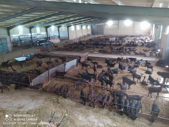 Explotación de Cabras en Brozas - CACERES