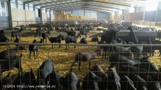 Explotación de Cabras en Brozas - CACERES