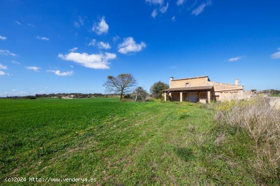 Gran terreno edificable en las afueras de Manacor - BALEARES