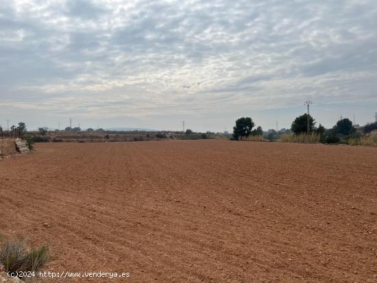  CAMPO PARA CULTIVO - VALENCIA 