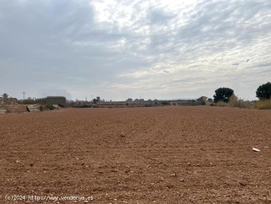 CAMPO PARA CULTIVO - VALENCIA