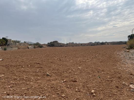 CAMPO PARA CULTIVO - VALENCIA