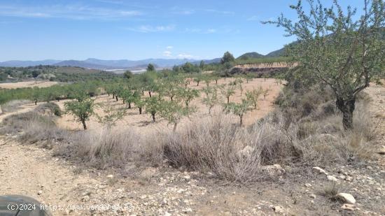  TERRENO EN MONOVAR - ALICANTE 