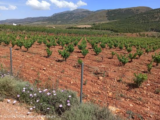  se venden 2 parcelas por separado en alcolea - ALMERIA 