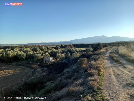 Se vende olivar a 3 km de Tortoles - ZARAGOZA