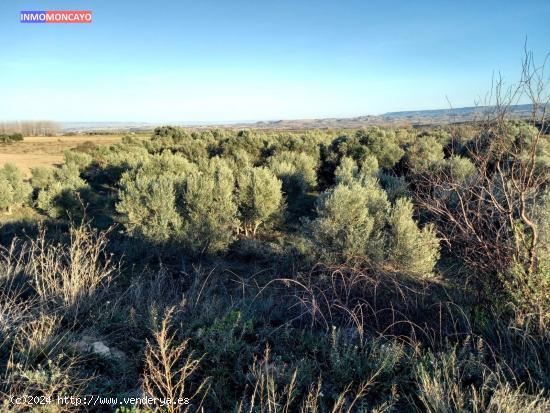 Se vende olivar a 3 km de Tortoles - ZARAGOZA