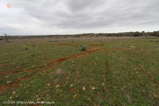  Terrenos Rústicos Edificable en Ses Salines - BALEARES 