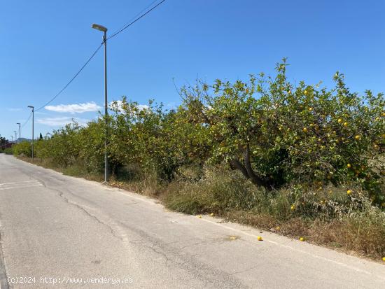 TROZO DE TIERRA DE RIEGO MORERAL - MURCIA