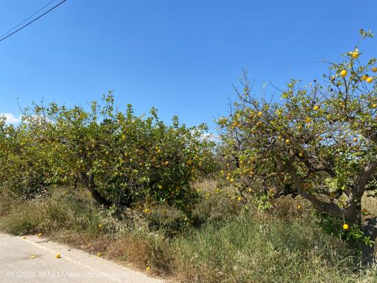 TROZO DE TIERRA DE RIEGO MORERAL - MURCIA